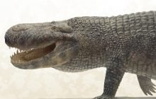 Учені назвали тварину з найсильнішим укусом в історії, і це не динозавр