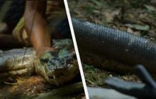 Вчені знайшли новий вид гігантських анаконд в Амазонії