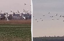 На Одещині зібралися дві тисячі лебедів: науковець пояснив, що сталося (відео)