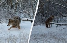Залишається загадкою: біля Чорнобиля зафіксували хитрого хижака