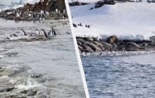 Злітають у повітря, наче ракети: полярники показали унікальні кадри з життя пінгвінів