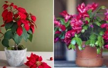 Якщо не вистачає кольорів: які квіти цвітуть взимку на підвіконні