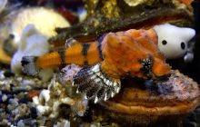 Ученые раскрыли тайну странной рыбы с "дырой" в голове, которая обитает в Америке