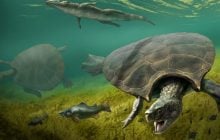 Панцирь больше человека: что известно о самой большой пресноводной черепахе в истории