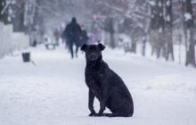 Краткое потепление в Украине 16 января сменится морозами