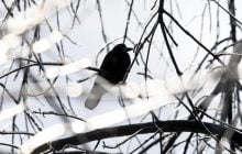 Перед выходными потепления в Киеве не будет