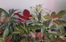 Комнатные растения, которые поднимут настроение и украсят дом: эксперты назвали 5 вариантов