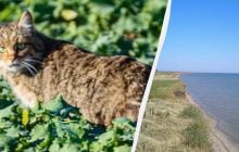 На Одещині дослідник "спіймав" на фото рідкісну тварину, що є майстром маскування