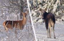 Біля Чорнобиля зафіксували "господарів" засніжених хащів: що це за тварини (фото)