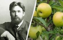 Найпопулярніші яблука в Україні: як з'явився сорт Симиренка і чим він особливий