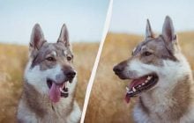 Хто сильніший - вовкодав чи звичайний собака: як з'явилися "вбивці вовків"