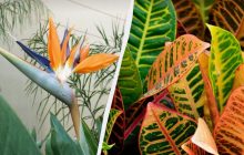 Які рослини не варто вирощувати у квартирі: експерти назвали 7 проблемних вазонів