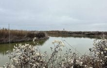 На Одещині зафіксували крики птахів, які оговтуються після прольоту "Шахедів" (відео)