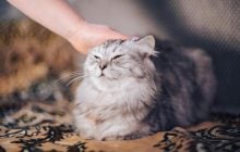 Чому коти люблять, коли їм чешуть щоки: ветеринари назвали 4 причини