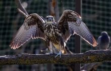 У степу на Одещині з’явився один з найшвидших хижих птахів Євразії