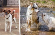 Що робити, якщо ваш собака гавкає на інших собак: кінолог дала дієві поради