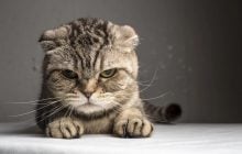 Ветеринари назвали 6 несподіваних речей, які шалено дратують котів