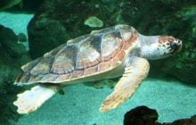 Морська черепаха пропливла 24 тисячі кілометрів: вчені приголомшені її маршрутом