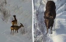Блукають лісами "без паспортів": прикордонники показали, яких "гостей" зафіксували у снігу