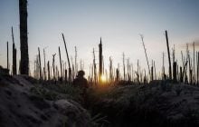 Війна знищила унікальний ліс на Донбасі, і відродити його вже неможливо, - науковець