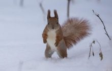 Сьогодні у Києві буде найхолодніший день тижня
