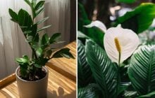 Яку рослину найпростіше вирощувати вдома: легкі та красиві кімнатні варіанти