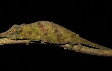 Розганяється швидше за спортивний автомобіль: у дивовижної рептилії є мегошвидкісний язик