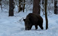 Фахівці Чорнобильського заповідника розповіли п’ять цікавих фактів про диких кабанів