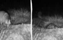 Вміє прикидатися мертвою: на Одещині "спіймали" цікаву тварину (відео)