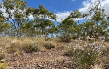 Дослідники виявили рослину, яка вважалася зниклою: що відомо