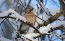 20 січня температура в Києві підніметься до -8°