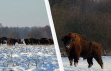 На Львівщині помітили стадо червонокнижних зубрів із понад 100 особин (фото, відео)