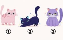 Милый тест по котятам: выбранная картинка расскажет, что о вас думают близкие