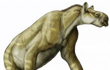 Голова лошади и когти как у ленивца: биолог рассказал о странном животном миоцена