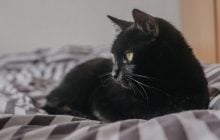 Почему кот сидит на предметах, которыми пользуется хозяин: ветеринары назвали 4 причины