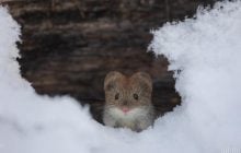 В Киев идет долгожданное потепление (график)