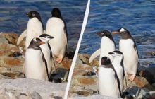 Имеют особые приметы и иногда ссорятся: полярники показали фото компании пингвинов