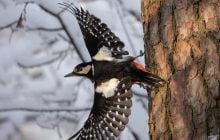 21 января температура в Киеве поднимется до -5°