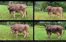 В Австрии живет слишком умная корова, которая может пользоваться инструментами