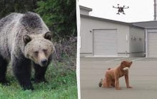 В Японии обострилась "война" с медведями: в ход пошли дроны (видео)