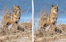 В Одесской области фотоловушка "поймала" очень осторожного хищника (видео)