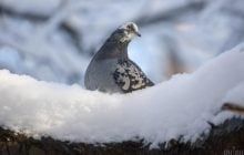 В Украину возвращается теплая европейская зима: синоптик назвала точную дату