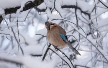 Завтра в Киеве будет самый холодный день недели, потом - потепление