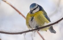 3 лютого на киян чекає 15-градусний мороз