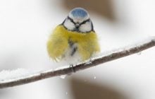 Метеорологиня повідомила, чи варто чекати на швидке потепління в Україні