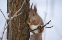 27 января в Киеве будет мокрый снег и дождь
