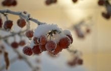 24 січня по всій Україні йтиме сніг