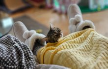 Кінець потепління: 30 січня до України повернуться морози