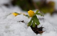 Вже цього тижня до України прийде метеорологічна весна, - синоптик