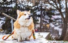 Что делать, если собака тянет поводок на прогулке: эксперт-кинолог поделилась советами